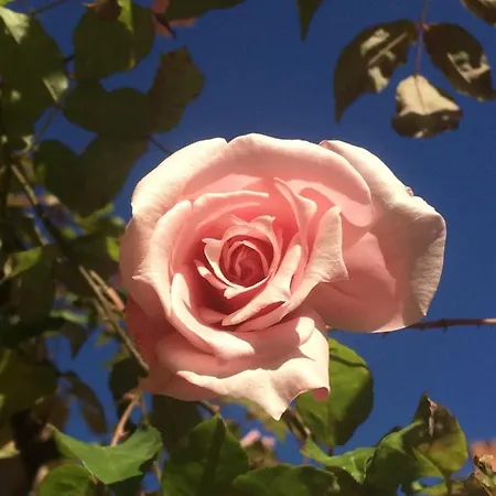 Au Petit Marius Appartement Cannes