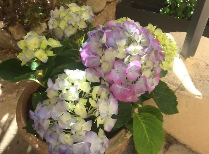 Au Petit Marius * Cannes