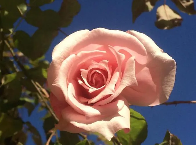 Au Petit Marius Daire Cannes